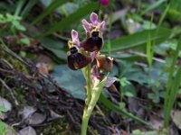 Ophrys normanii 9, Saxifraga-Hans Dekker