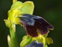 Ophrys obaesa 1, Saxifraga-Hans Dekker