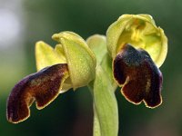 Ophrys obaesa 2, Saxifraga-Hans Dekker