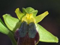 Ophrys obaesa 3, Saxifraga-Hans Dekker