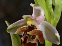 Ophrys oestrifera ssp minutula 1, Saxifraga-Hans Dekker