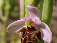 Ophrys oestrifera ssp minutula 2, Saxifraga-Hans Dekker