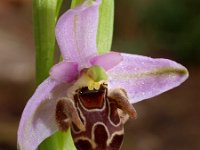 Ophrys oestrifera ssp minutula 3, Saxifraga-Hans Dekker