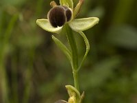 Ophrys omegaifera 1, Saxifraga-Willem van Kruijsbergen