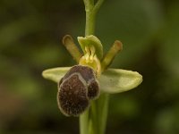 Ophrys omegaifera 2, Saxifraga-Willem van Kruijsbergen