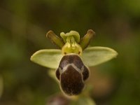 Ophrys omegaifera 3, Saxifraga-Willem van Kruijsbergen