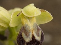 Ophrys omegaifera 4, Saxifraga-Jan van der Straaten
