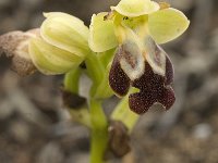 Ophrys omegaifera 5, Saxifraga-Jan van der Straaten