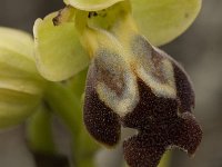 Ophrys omegaifera 7, Saxifraga-Jan van der Straaten