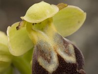 Ophrys omegaifera 8, Saxifraga-Jan van der Straaten