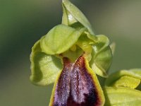 Ophrys ortuabis 2, Saxifraga-Hans Dekker