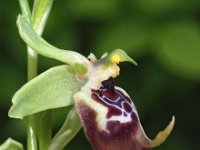Ophrys oxyrrhynchos 1, Saxifraga-Hans Dekker