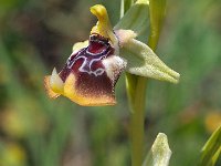 Ophrys oxyrrhynchos 10, Saxifraga-Hans Dekker