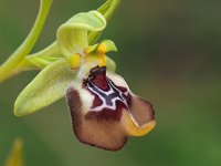 Ophrys oxyrrhynchos 11, Saxifraga-Hans Dekker
