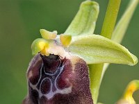 Ophrys oxyrrhynchos 12, Saxifraga-Hans Dekker