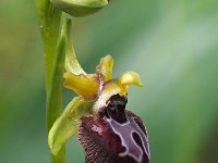 Ophrys oxyrrhynchos 14, Saxifraga-Hans Dekker