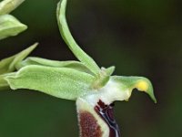 Ophrys oxyrrhynchos 2, Saxifraga-Hans Dekker