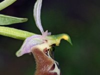 Ophrys oxyrrhynchos 3, Saxifraga-Hans Dekker