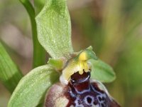 Ophrys oxyrrhynchos 5, Saxifraga-Hans Dekker