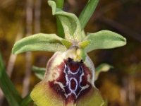 Ophrys oxyrrhynchos 6, Saxifraga-Hans Dekker