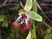 Ophrys oxyrrhynchos 7, Saxifraga-Hans Dekker