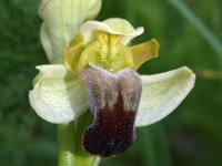 Ophrys palida 2, Saxifraga-Hans Dekker