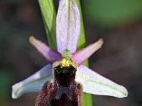 Ophrys panatensis 10, Saxifraga-Hans Dekker