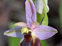 Ophrys panatensis 4, Saxifraga-Hans Dekker