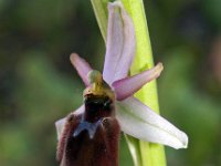 Ophrys panatensis 5, Saxifraga-Hans Dekker