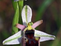 Ophrys panatensis 6, Saxifraga-Hans Dekker