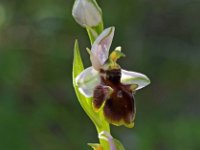 Ophrys panatensis 7, Saxifraga-Hans Dekker