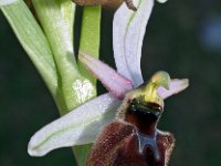 Ophrys panatensis 8, Saxifraga-Hans Dekker