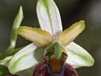 Ophrys panoramitana 1, Saxifraga-Hans Dekker