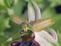 Ophrys panoramitana 2, Saxifraga-Hans Dekker