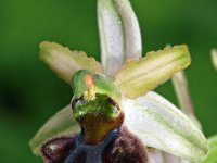 Ophrys panoramitana 3, Saxifraga-Hans Dekker