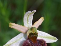 Ophrys panoramitana 5, Saxifraga-Hans Dekker