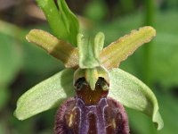 Ophrys panoramitana 6, Saxifraga-Hans Dekker