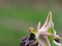 Ophrys panoramitana 7, Saxifraga-Hans Dekker