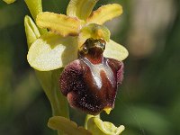 Ophrys panoramitana 8, Saxifraga-Hans Dekker