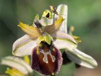 Ophrys panoramitana 9, Saxifraga-Hans Dekker