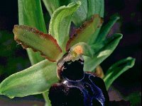 Ophrys passionis 1, Saxifraga-Hans Dekker