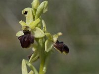 Ophrys passionis 10, Saxifraga-Willem van Kruijsbergen
