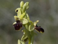 Ophrys passionis 11, Saxifraga-Willem van Kruijsbergen