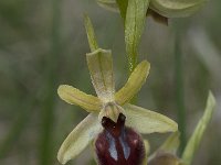Ophrys passionis 12, Saxifraga-Willem van Kruijsbergen