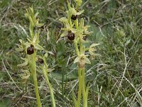 Ophrys passionis 13, Saxifraga-Willem van Kruijsbergen