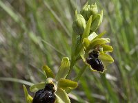 Ophrys passionis 16, Saxifraga-Willem van Kruijsbergen