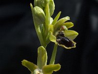 Ophrys passionis 17, Saxifraga-Willem van Kruijsbergen