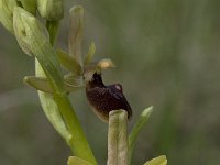 Ophrys passionis 18, Saxifraga-Willem van Kruijsbergen