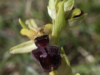 Ophrys passionis 19, Saxifraga-Willem van Kruijsbergen
