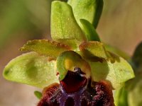 Ophrys passionis 2, Saxifraga-Hans Dekker
